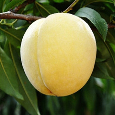 桃树苗 水蜜桃树苗黄桃苗 美国蟠桃新品种 盆栽果树苗 嫁接桃树苗|ms