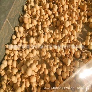 Bleached Gourd Planting Bleached Gourd Iron Clad Jinwen Play Gourd