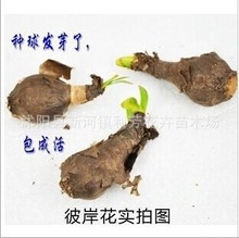 出售大量各种颜色的  花彼岸花种球