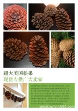 �������N��Ȼ�ɹ� pine cones��Ȼ���� �ɻ��ɹ��}�Q�Ʒ