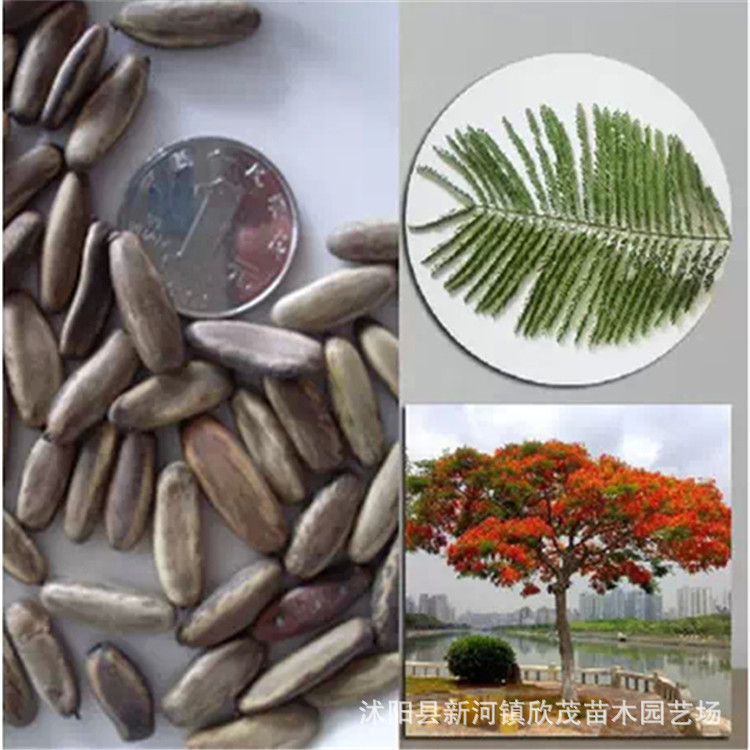 基地供应花木新种子 凤凰木种子红花楹树凤凰树 绿化苗木种子批发