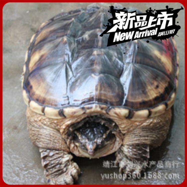 蛋龟交易吧_蛋龟交易吧供应商_蛋龟交易吧批