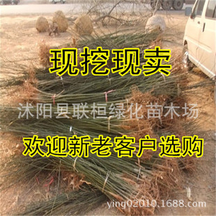 ������������ С�� �������� �S�� ���������l �G����ľ�е���