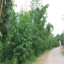 安吉县竹盛苗圃_安吉县竹盛苗圃供应箬竹箬叶