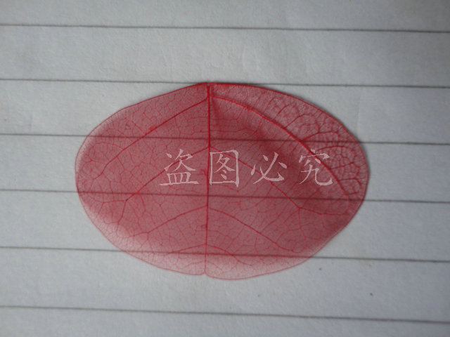 小椭圆叶 (3)