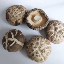 �㹽�����خa��؛���r���㹽�����������rĢ���׻���������