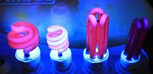 【廠家直銷】供應紫外線誘蟲節能燈  U形紫光燈3U黑光燈 消毒燈