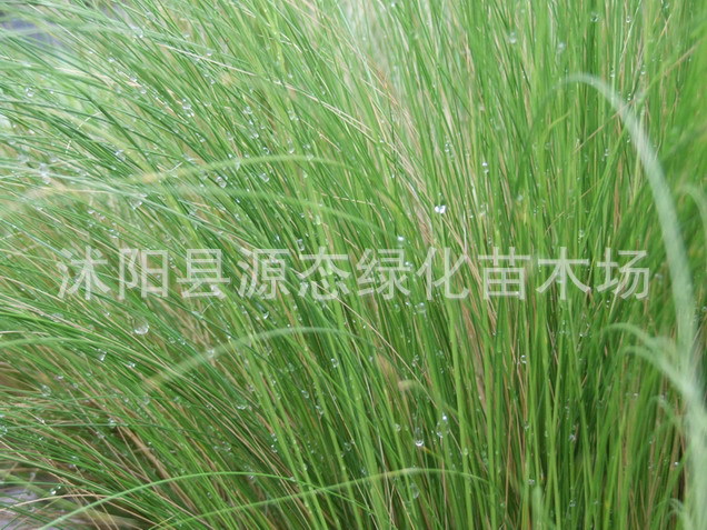 供应地被植物 水生植物 细叶针芒 细叶针芒 细叶针芒基地 大量|ru