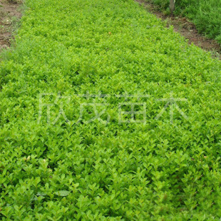 ��Ʒ�S��С�����u�� �S��� Ҏ���Rȫ �F؛����  �S����