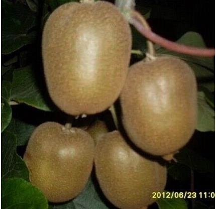 Fruit tree seedlings Kiwi saplings Qinmei Kiwi Sapling