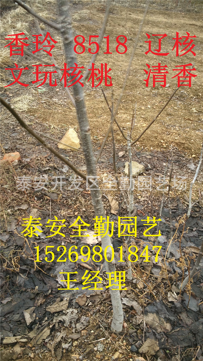 核桃苗IMG_20151201_104651_副本