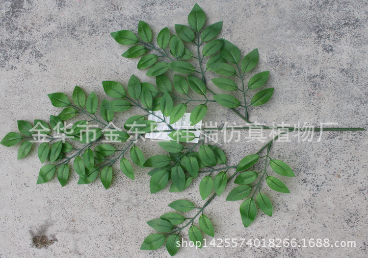 XRB-097豆花叶三叉支浅91叶60厘米