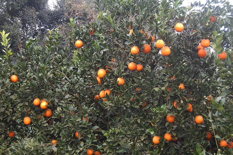 新鲜水果_一件代发 新鲜水果湖北秭归脐橙特级