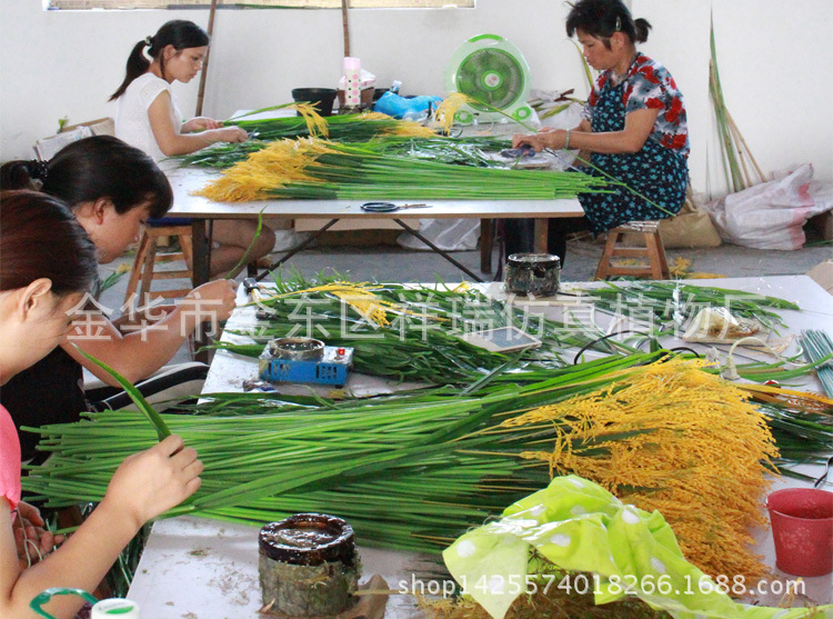 XRB-068单枝水稻6叶150CM2