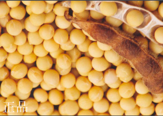 隆鑫生物现货供应大豆卵磷脂 粉末卵磷脂 含量98%