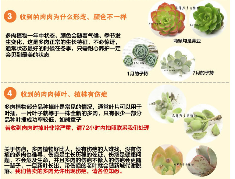 多肉植物問題 (1)