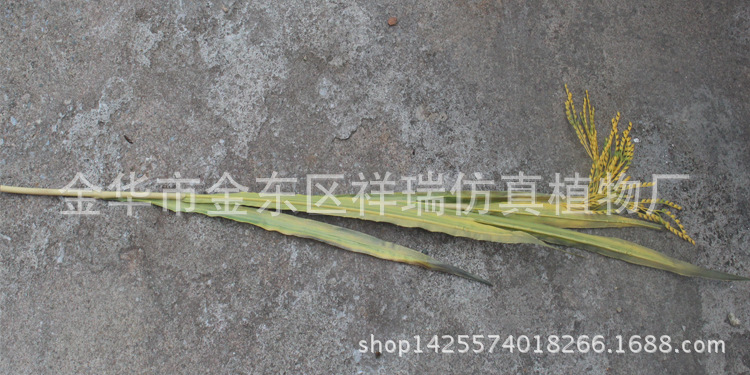 XRB-68单枝水稻6叶1穗80厘米8