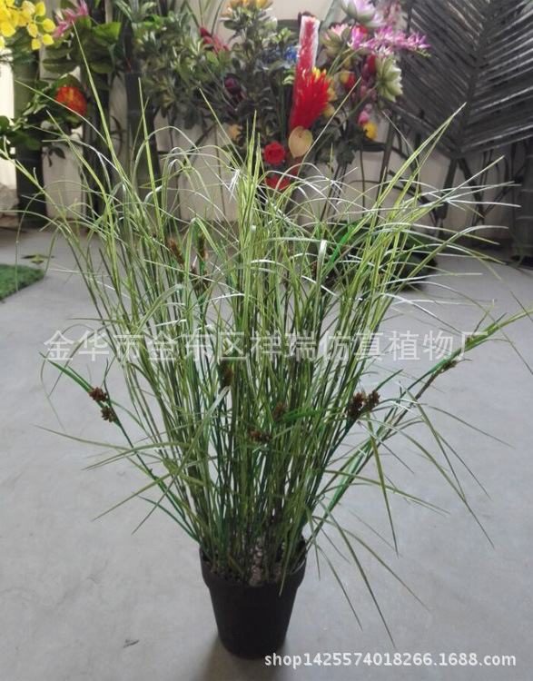 三棱草组合叶6叶花整3