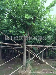 ��������14���ּt�����G���磬�����G��ֲ�磬�G���G������