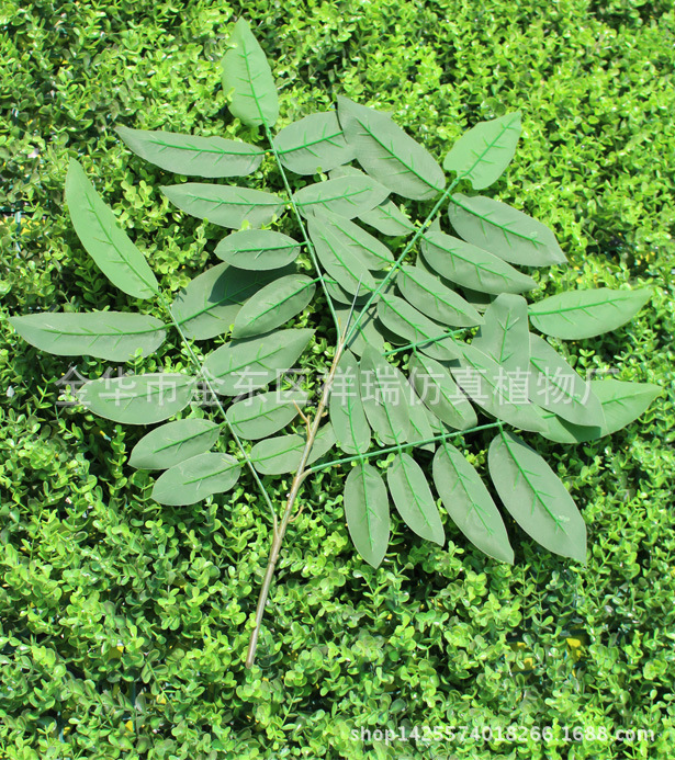 五叉核桃叶平面枝45叶70厘米背