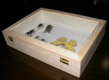 聊城時代儀器供應昆蟲標本盒