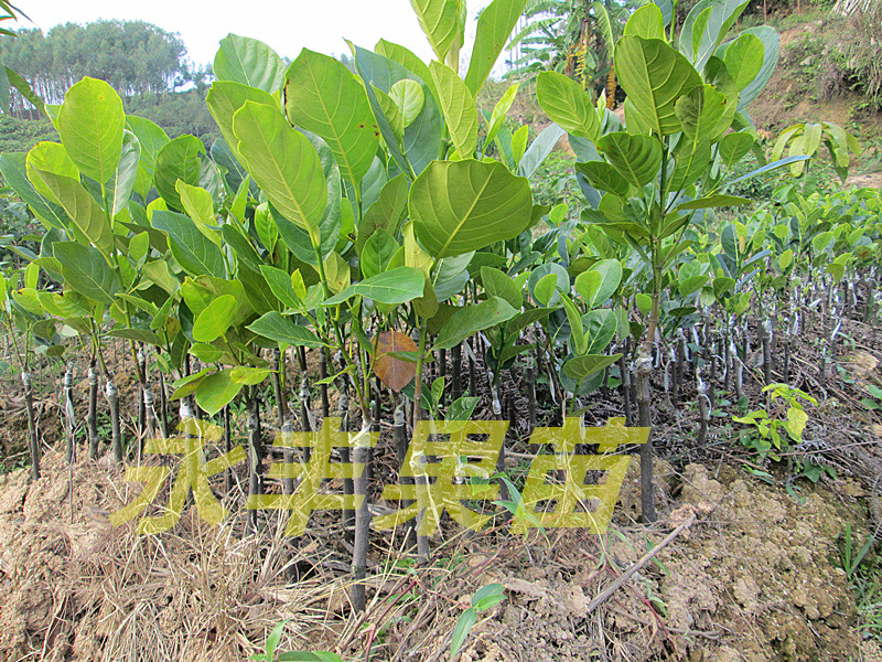 T2f48uXHlXXXXXXXXX-1698688142