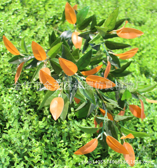 五叉红叶141叶68厘米叶子1