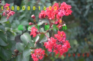 �f���a��ֱ�N������ľ����·���S�WУ���aС�^�G��ֲ�һ��؛Դ