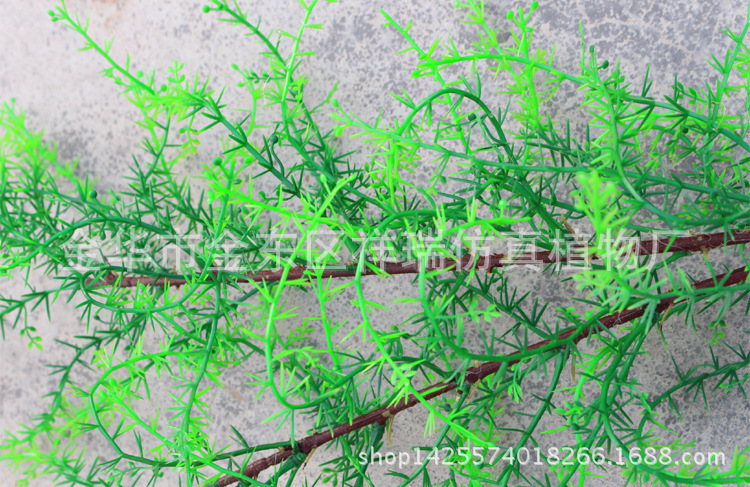 XRB-134骆驼刺叶2叉枝60叶春色4