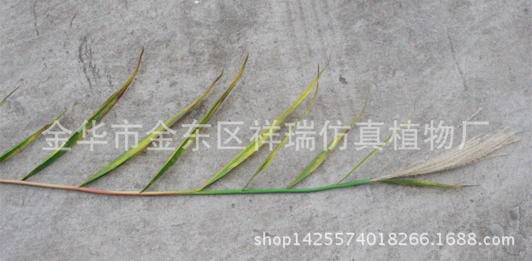 秋芦苇叶单杆叶胶管花近照