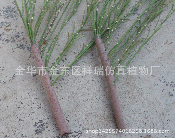XRB-076梭梭草把束单枝枝干