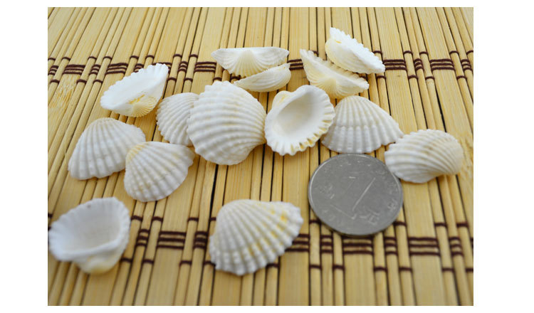 白色扇贝2-2.5cm详情_03