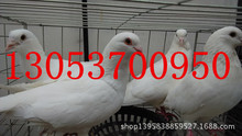 大量出售肉鴿種鴿 白羽王 銀王鴿 落地王鴿  廣場鴿 鴿子蛋
