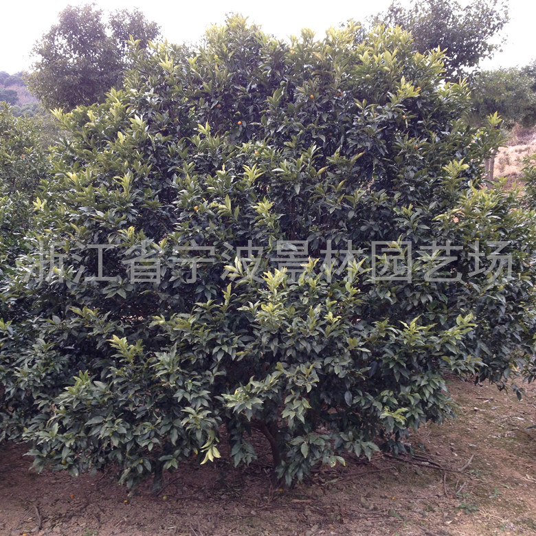建筑园林景观绿化苗木果树苗金桔树金柑树 阿里巴巴商友圈