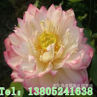 ���lˮ������ ���ͺɻ���ɏ�Nź �sҫ65̖ ˮ��ֲ������G������