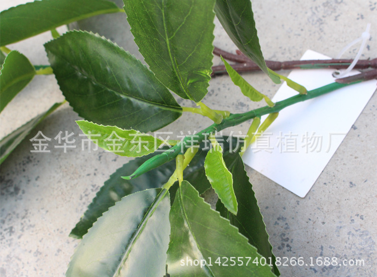 XRB-127三叉贵定云雾茶叶30叶58厘米3