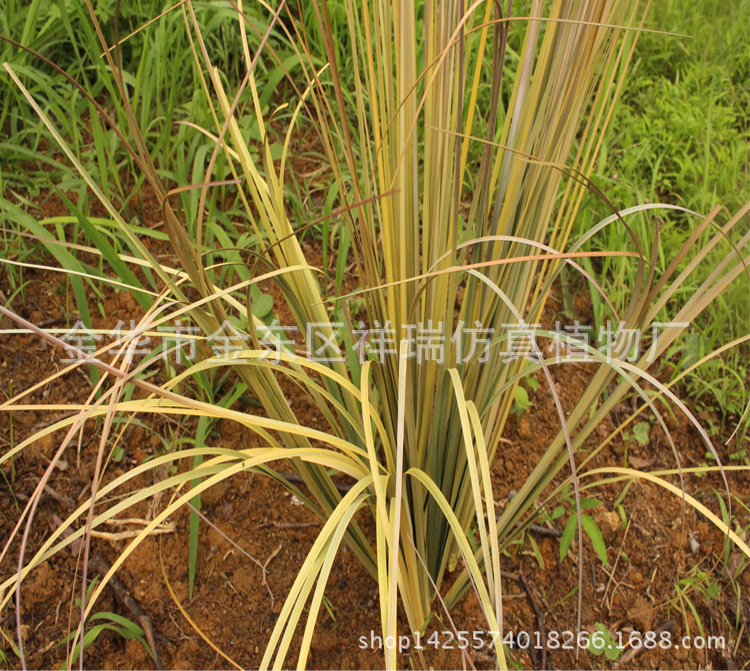 单枝芒草洋葱草叶12叶80CM叶子