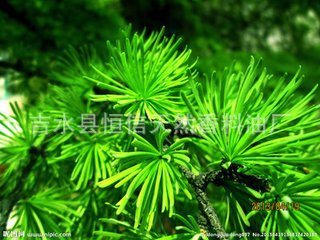 红松针油 松树精油  含乙酸龙脑酯 香精香料