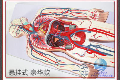 厂家供应 血液循环系统模型 血管模型 人体解剖模型 医学教学模型|ms