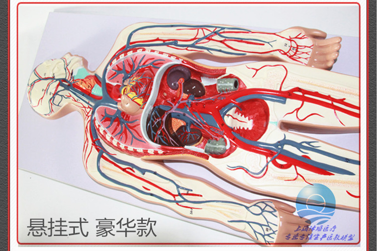 厂家供应 血液循环系统模型 血管模型 人体解剖模型 医学教学模型|ms