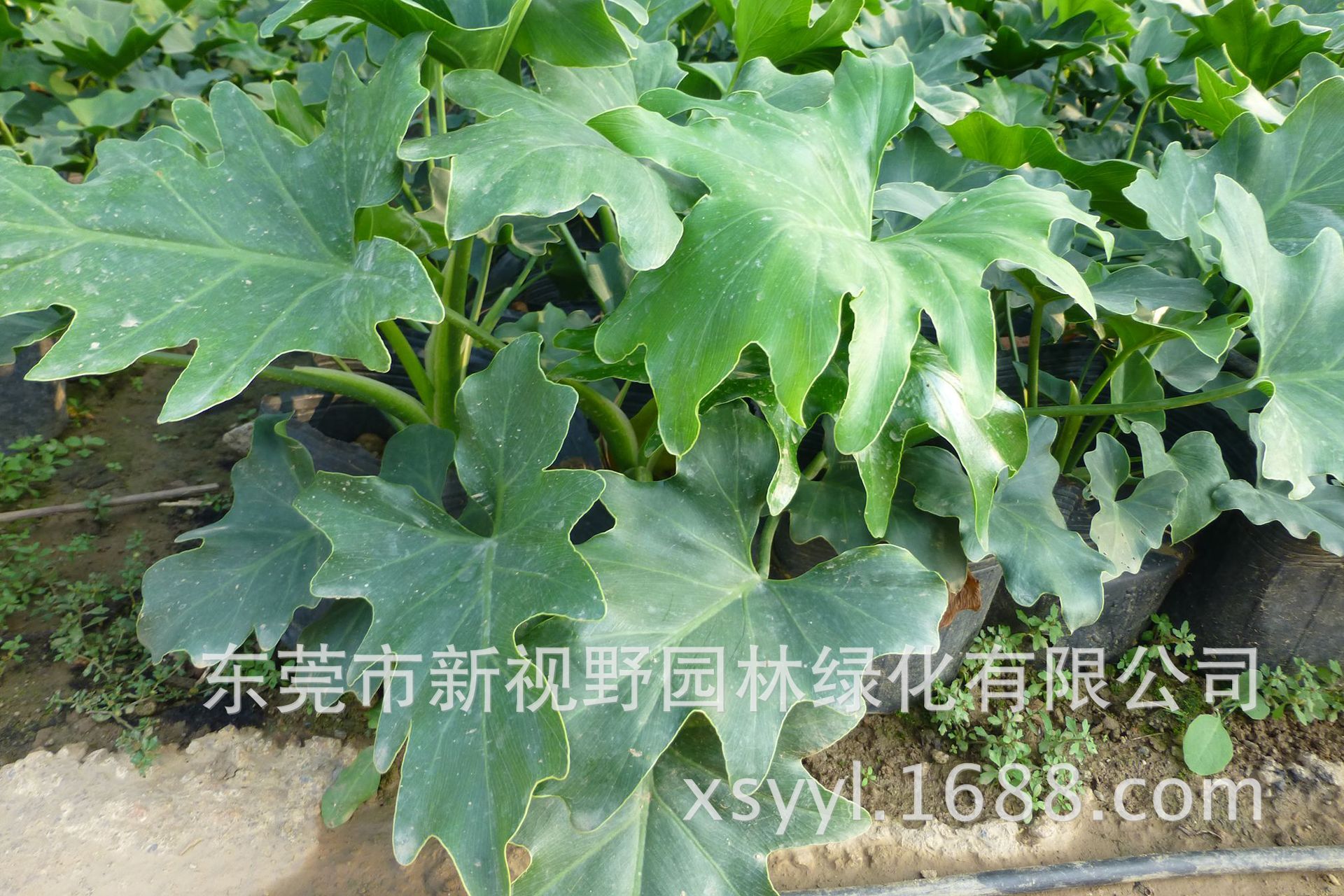 大量批发供应25-40公分春羽春芋袋苗-阿里巴巴