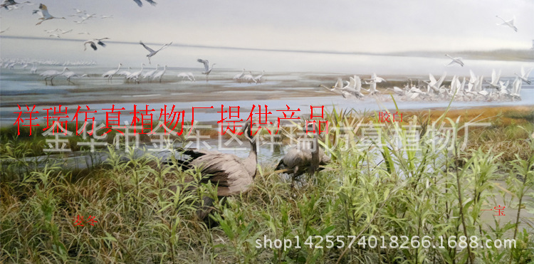 博物馆麦冬胶白