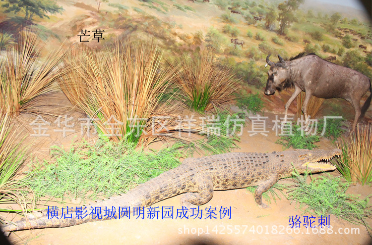 单枝芒草洋葱草叶工程1