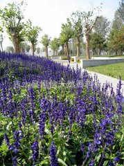 鼠尾草油  CAS97702-44-0鼠尾草精油SAGEOIL 植物精油  香精香料