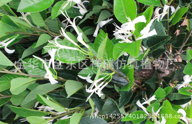 XRS-097金银花树1米花叶