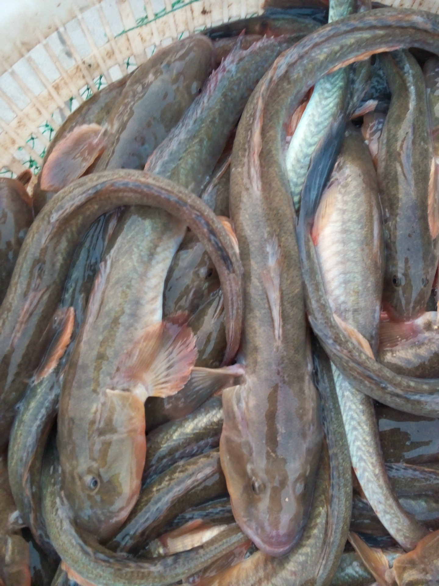 野生鲜活光鱼_渤海湾野生鲜活光鱼_大量供应渤海湾野生鲜活光鱼 - 阿里巴巴