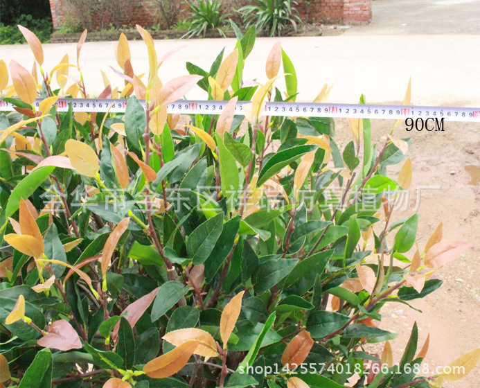 XRS-098盆栽红叶树宽