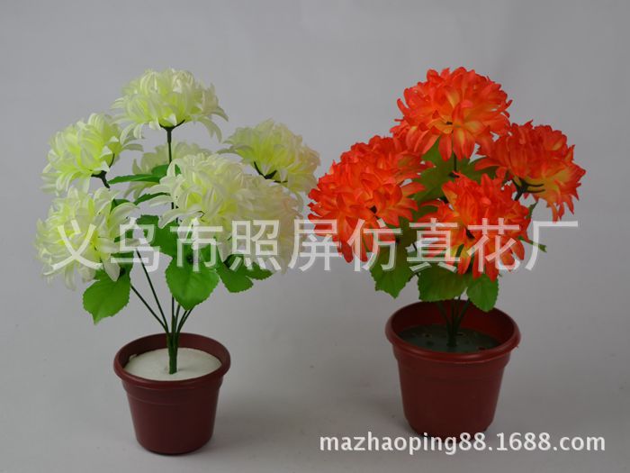 7頭爪菊1