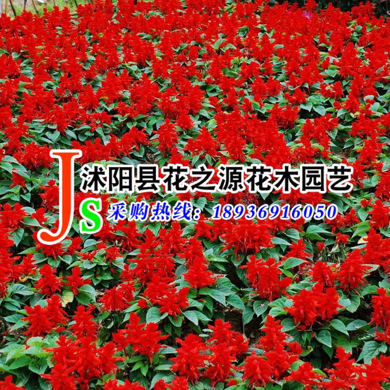 批发草本花卉籽 一串红种子 别名爆仗红 象牙花 盆栽地栽适应力强|ms