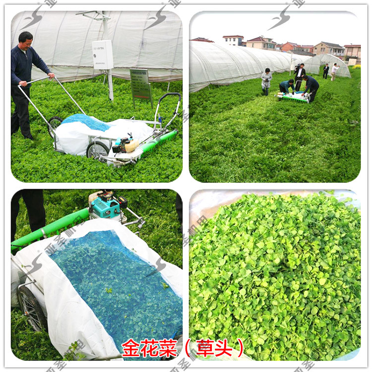 蔬卉采摘机 秧草收割机 金花菜采收机 草头收获机 绿叶菜手推车|ru